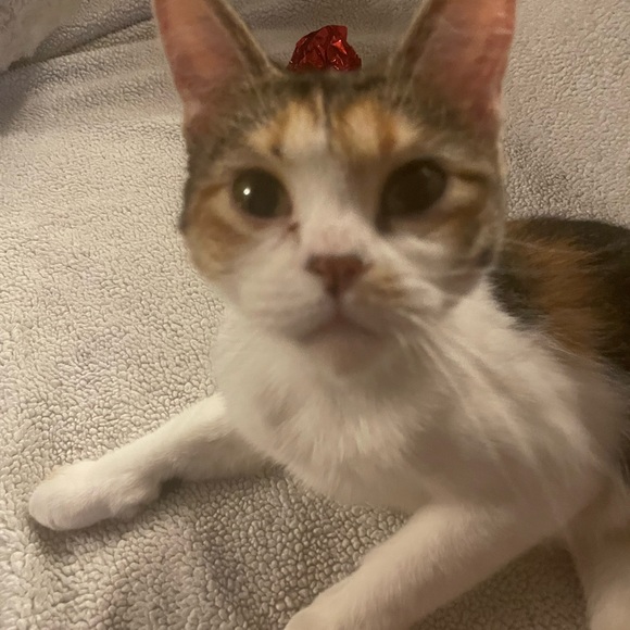 Meet your Posher, Michelle - Picture 2 of 2